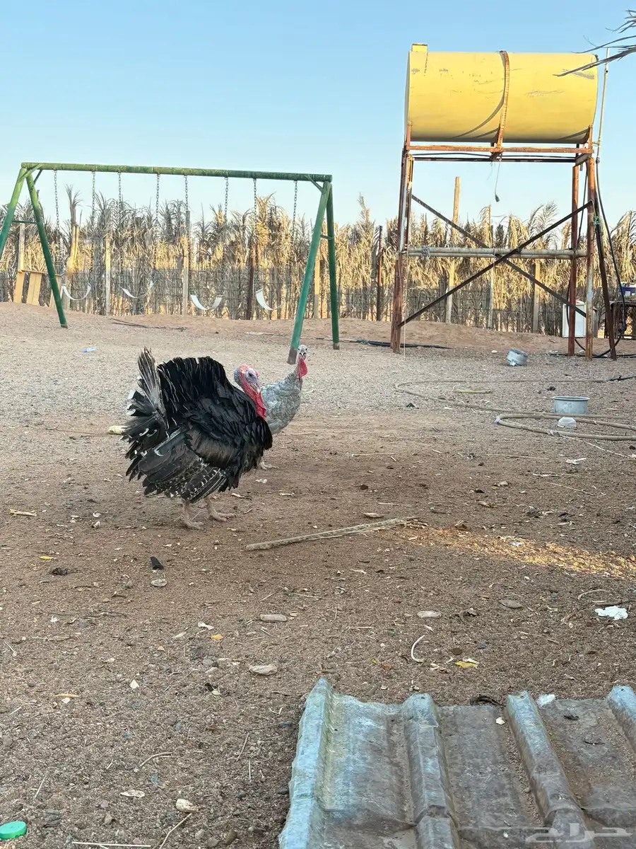 دجاج رومي   شرط الصحه وبياض 0