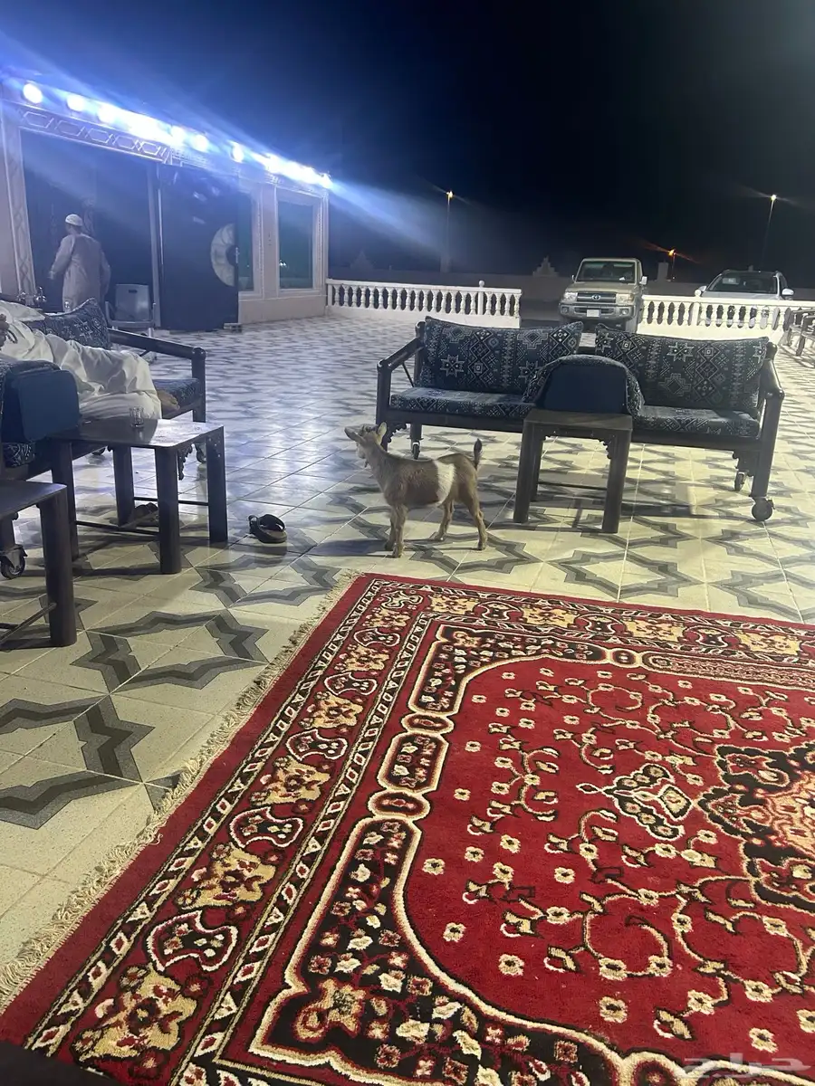 للبيع تيس قزمي العمر صغير 0