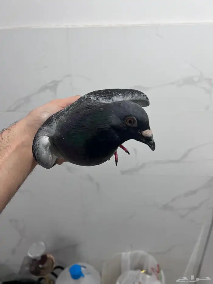 حمام 2