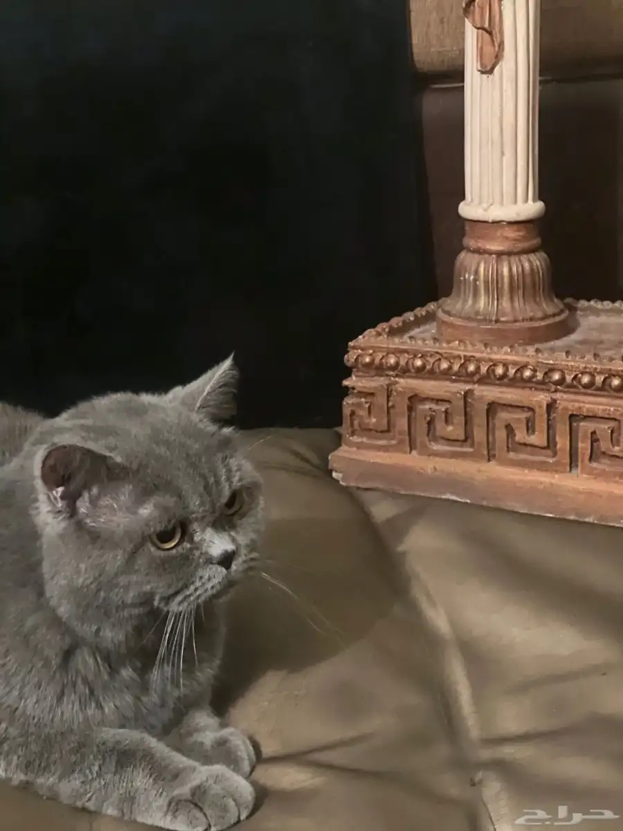 قطط سكوتش للتلقيح 1