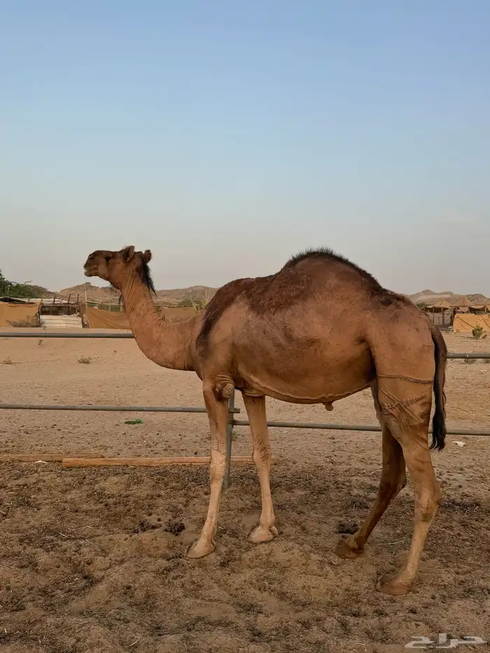 ناقه ساحليه ضروبه 0