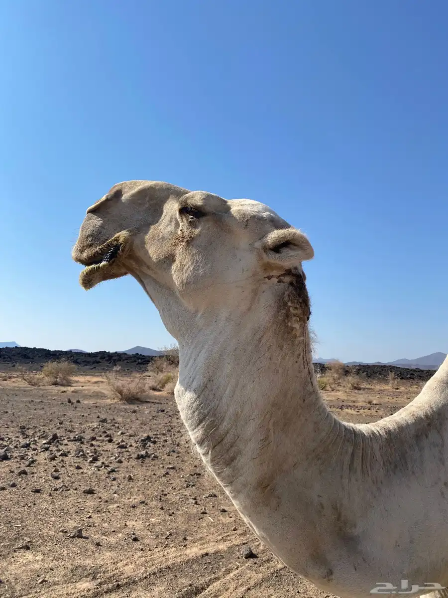 جمل اشقح للبيع سنه شاق 6
