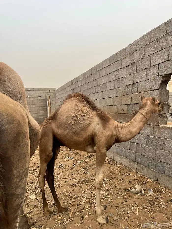 بعير لباني 1