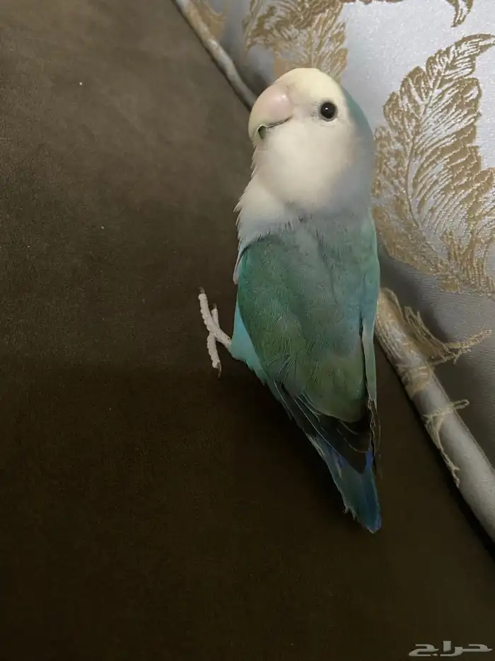 بغبغاء الروز ضايعع 2