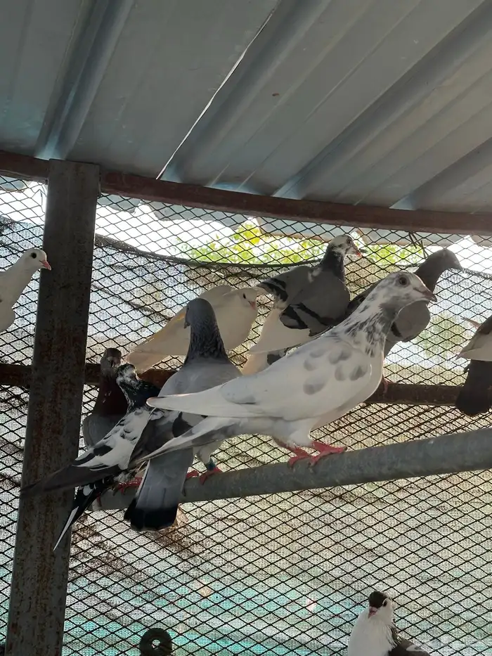 حمام باكستاني وزاجل للبيييع 0