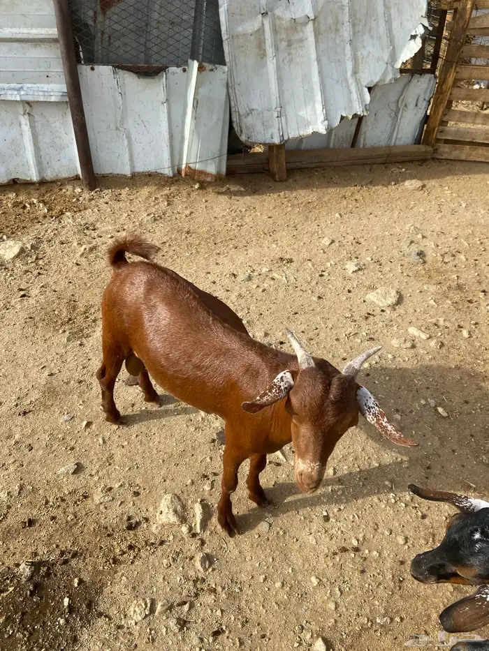 تيس مشروع فحل 2