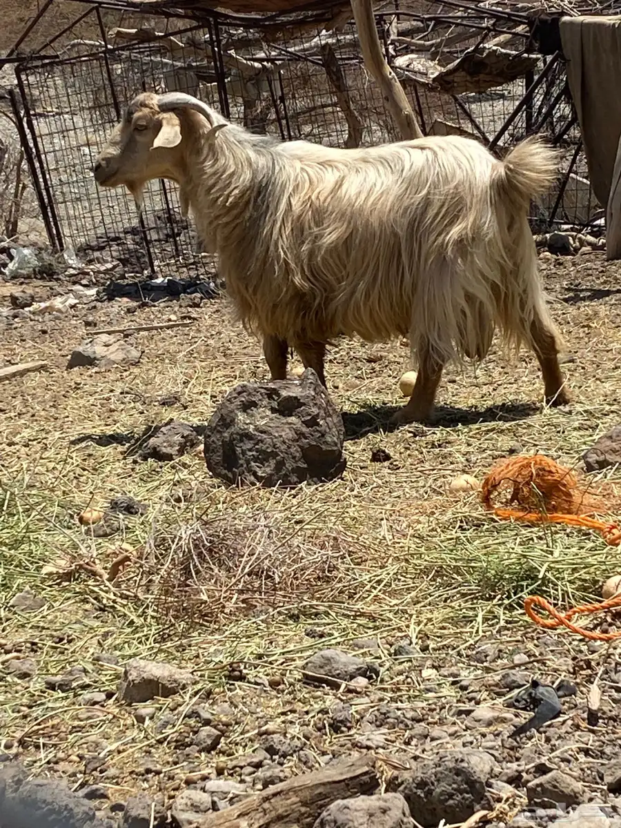 تيوس سمان مقفلات شحم 2جذع واحد رباع الموقع رخو غريت دوينه 3