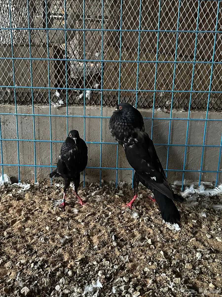 جوز نفاخ قلم وايت بار 6
