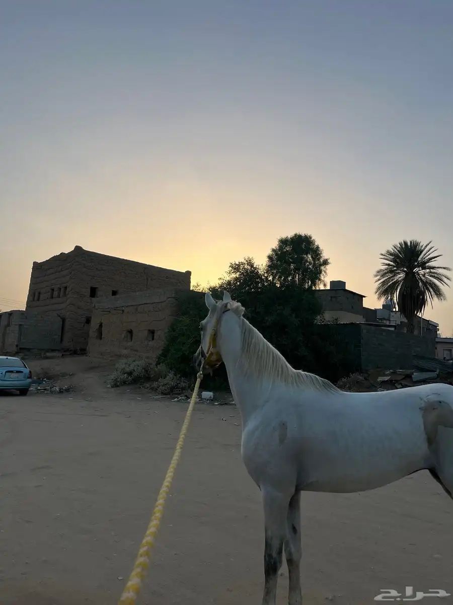 حصان البيع من نوادر شعبيت 1