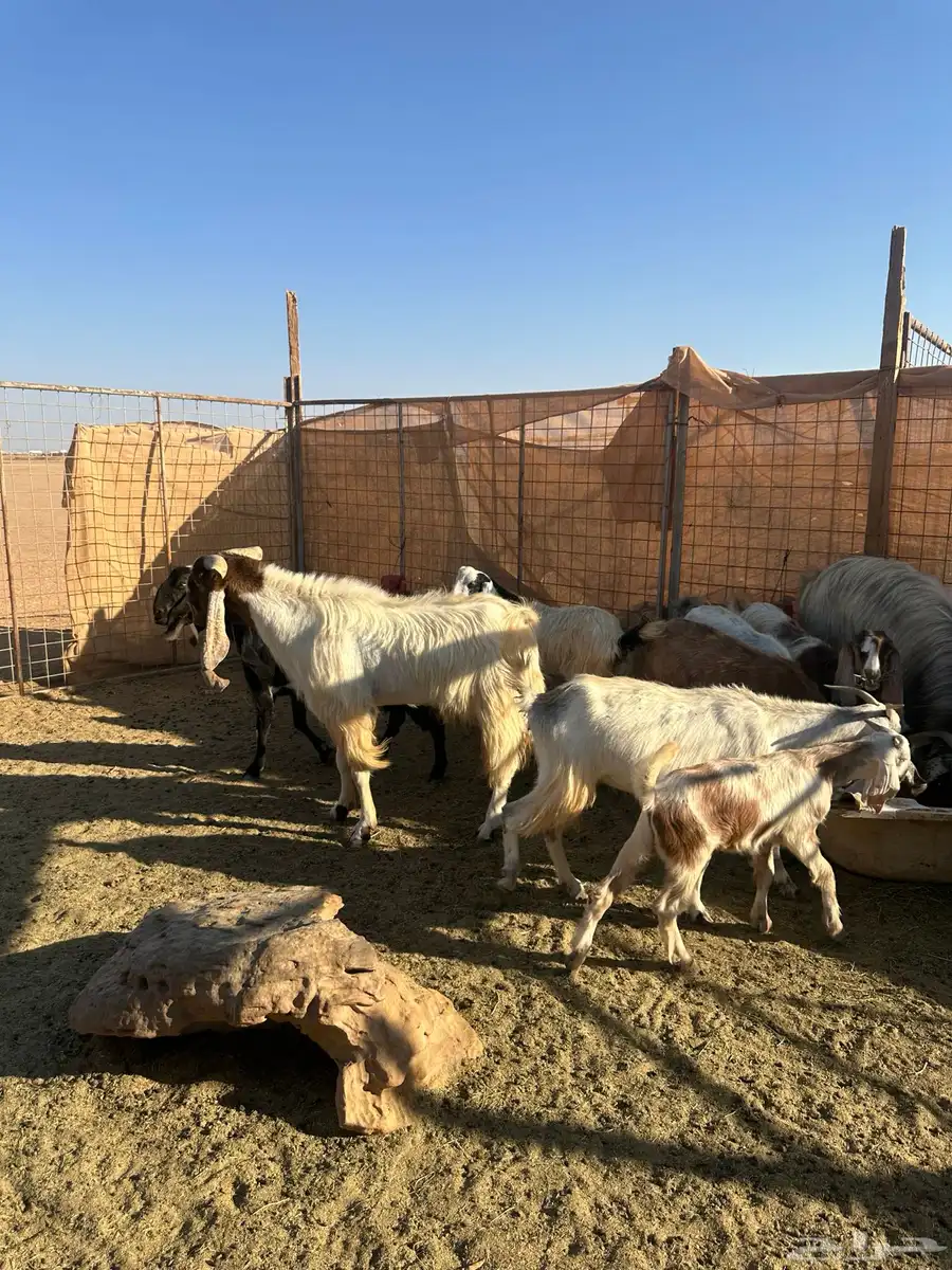 غنم عارضيه مع بهمهم ونعاج وفحل خروف 2 تيوس فحول 4