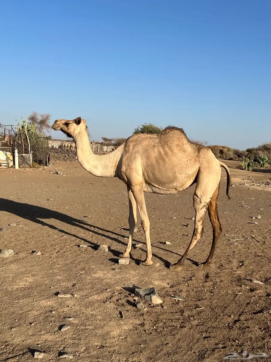 نياق جيش للبيع حايل ولقحه 1