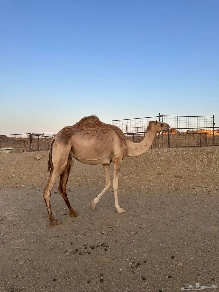 للبيع ناقه خلفه(بنت متعب السبعان) 3