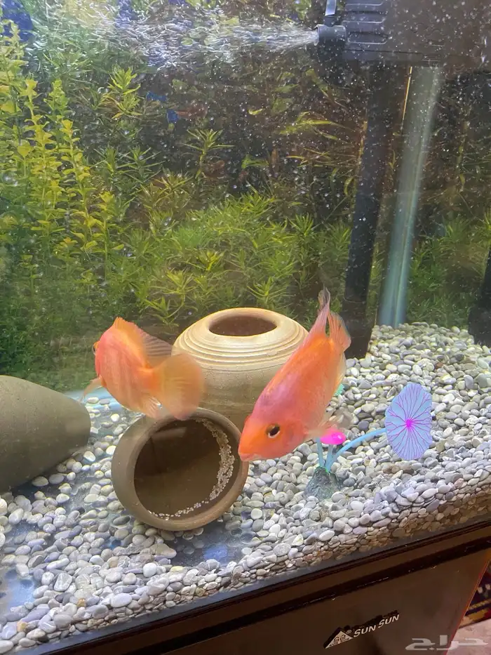 زوج من سمكة الباروت ووضعه البيض 1