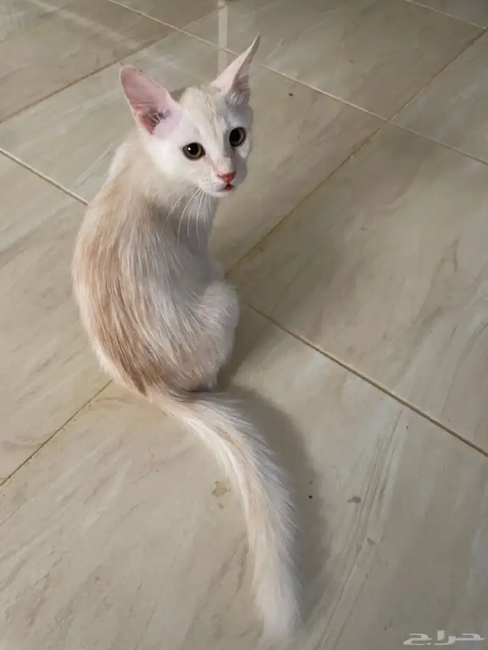 بس أبيض صغير للتبني 0
