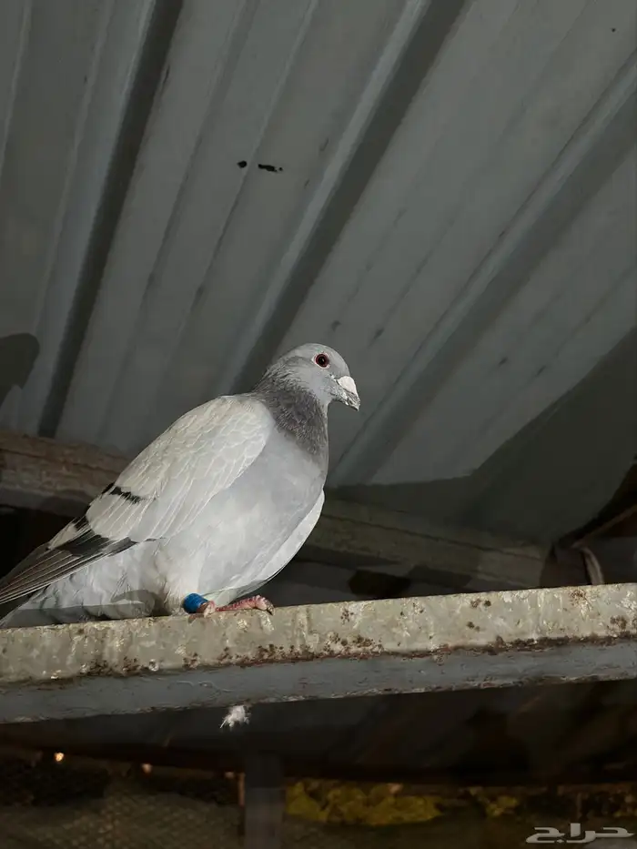 حمام باكستاني وزاجل للبيييع 5