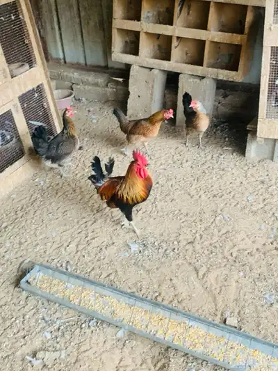 دجاج عربي وافرق مفرخات واطقم 17