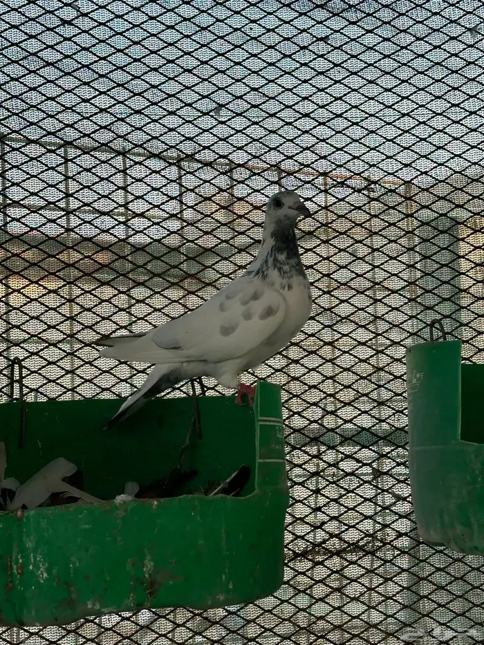 حمام باكستاني وزاجل للبيييع 1