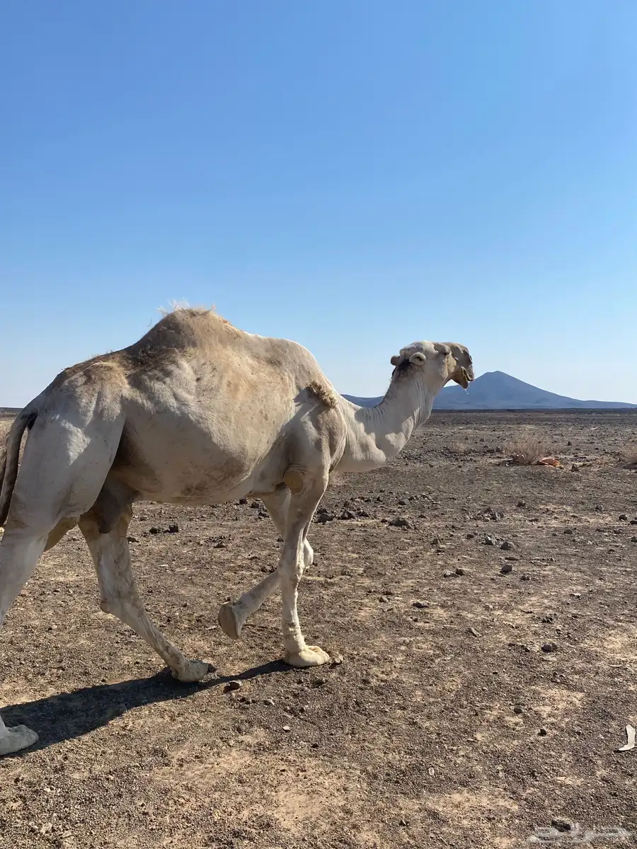 جمل اشقح للبيع سنه شاق 0