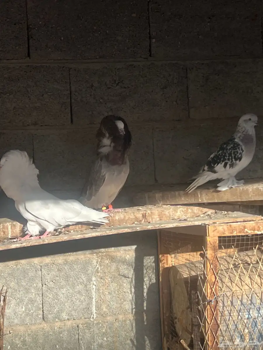 حمام بلجيكي وجاكوبين 15
