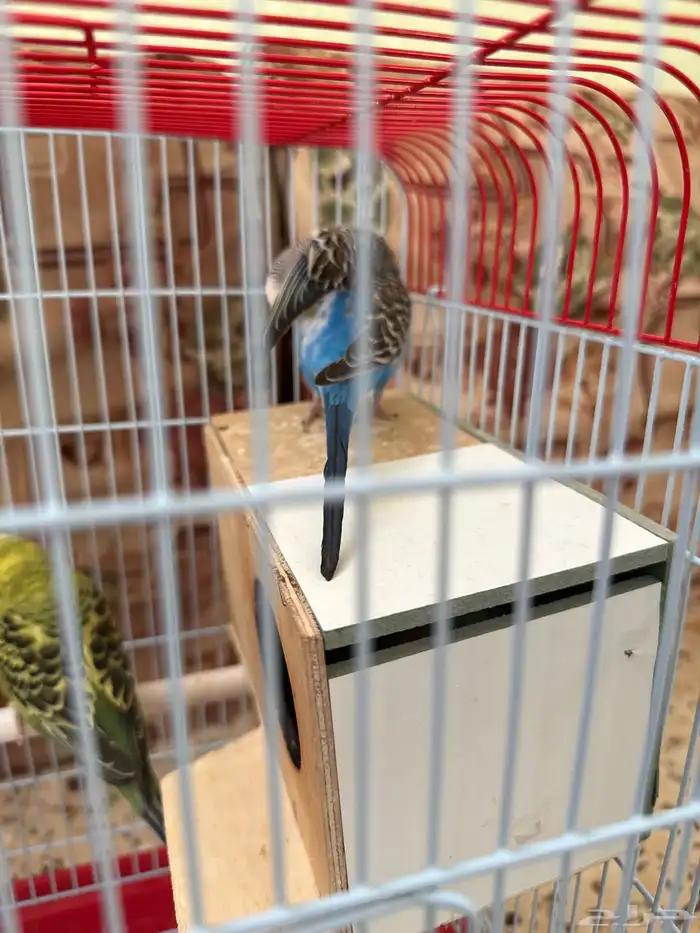 طيور بادجي أليفه زوج 2