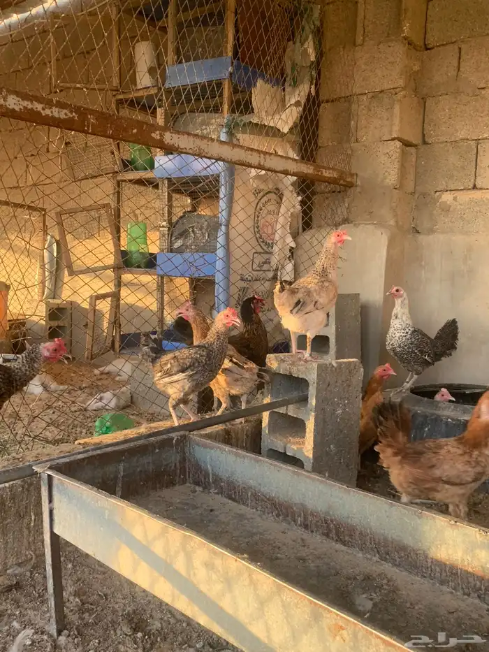 دجاج بياض البيع جميع 120 6