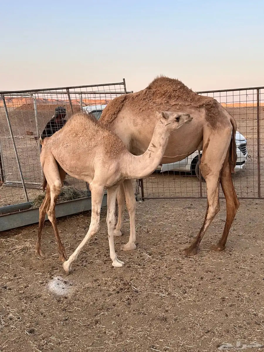 للبيع ناقه خلفه(بنت متعب السبعان) 0