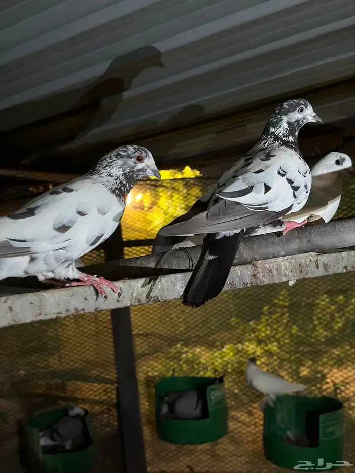 حمام باكستاني وزاجل للبيييع 2