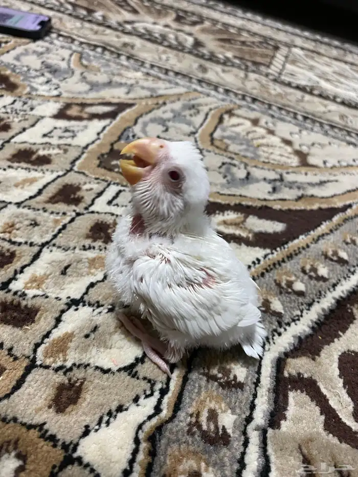 فرخ روز بينو تم البيع 0