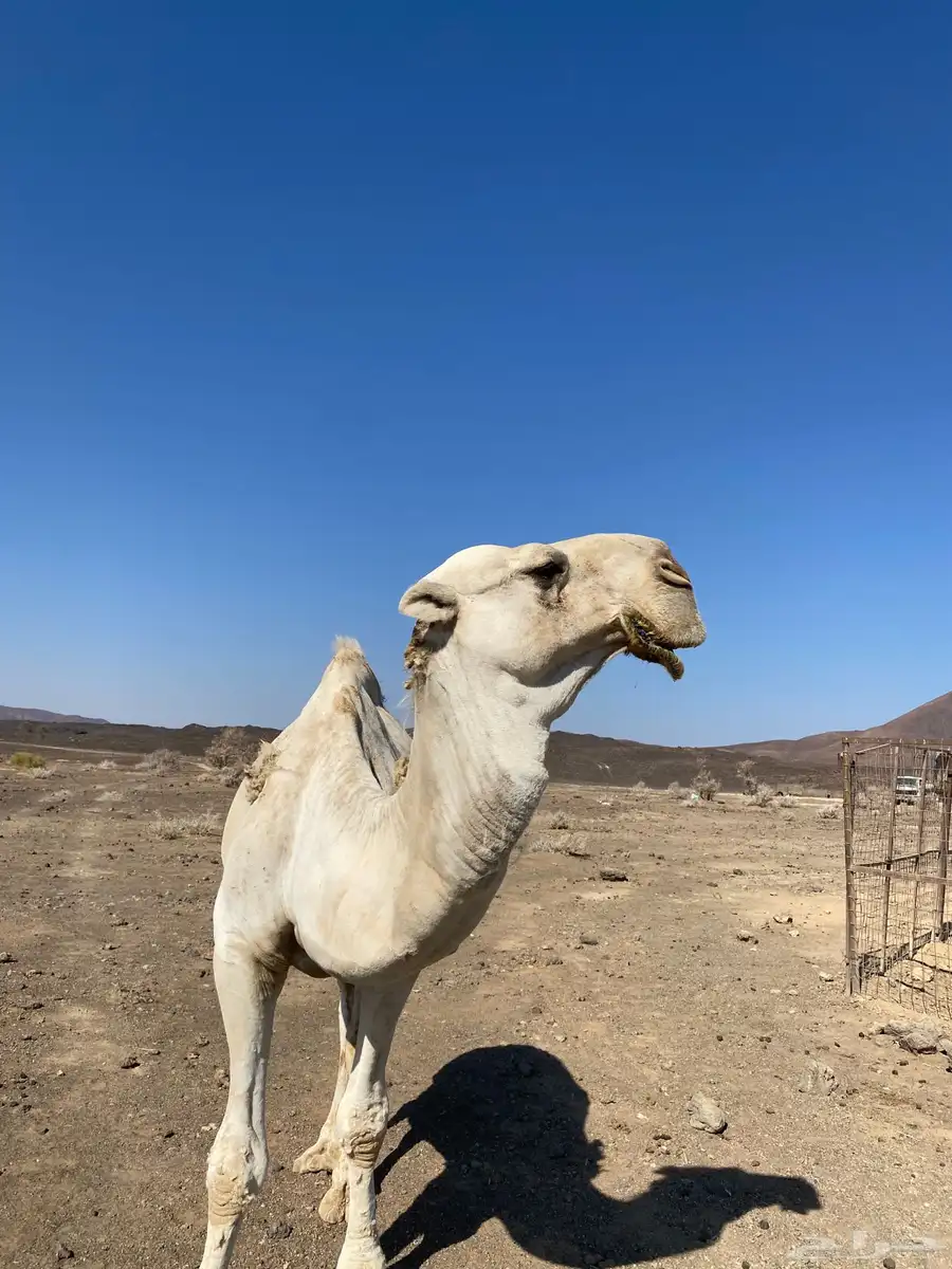 جمل اشقح للبيع سنه شاق 3