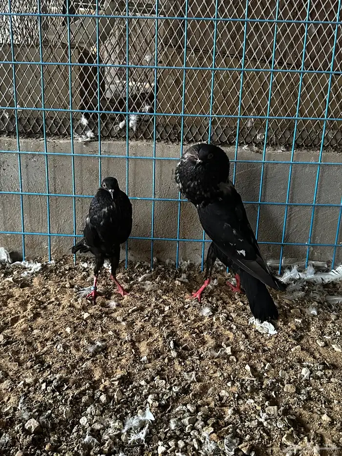 جوز نفاخ قلم وايت بار 0