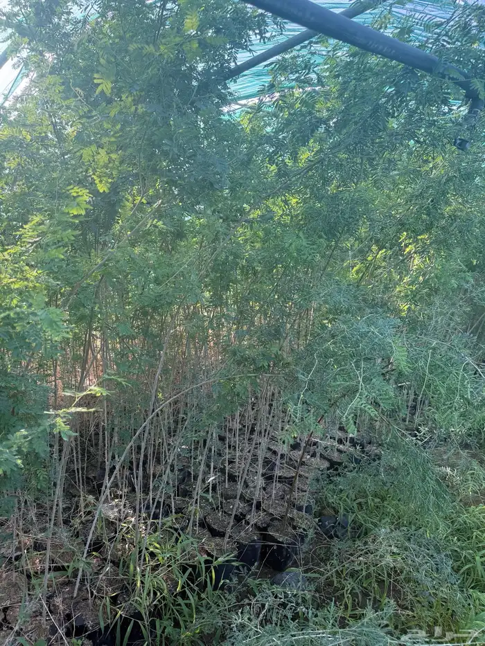 طلح فتنه و سمر العدد فوق 20 الف طول 3 متر 0