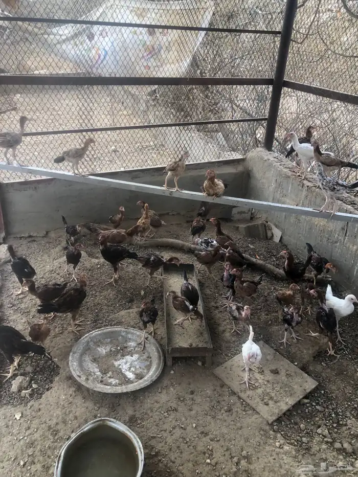 فروخ دجاج باكستاني 2