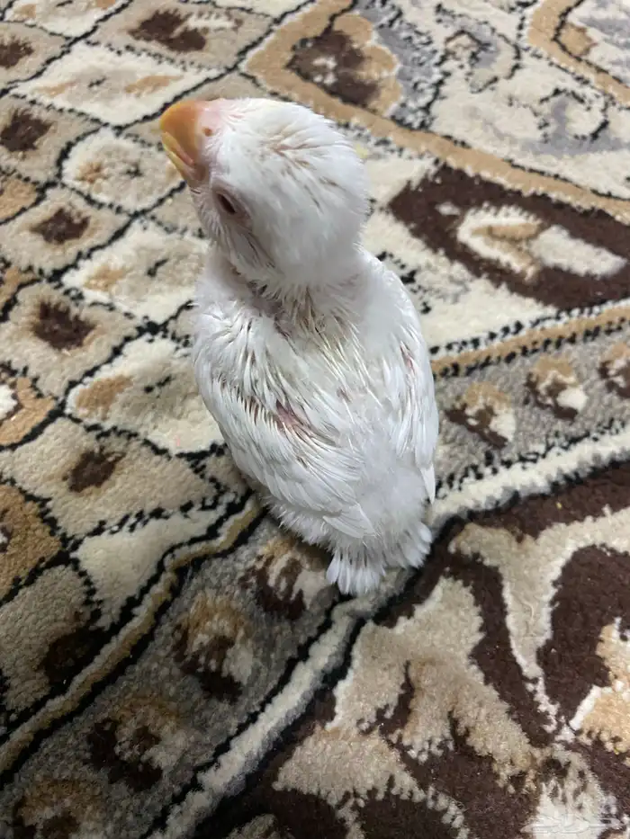 فرخ روز بينو تم البيع 2