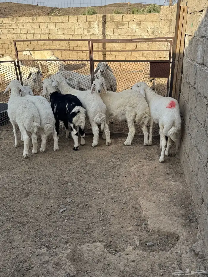 بادية العقيق 1
