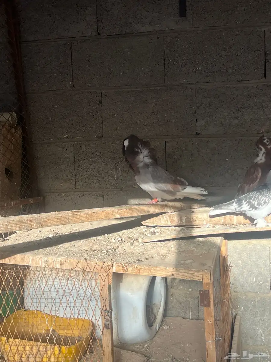 حمام بلجيكي وجاكوبين 13