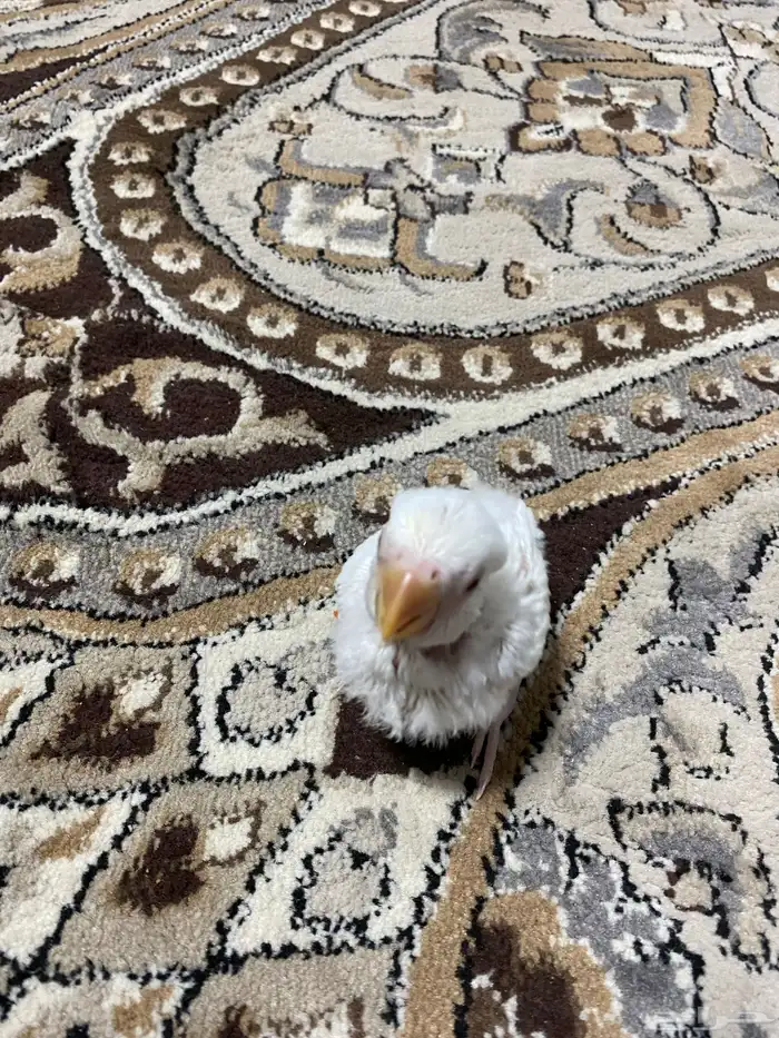 فرخ روز بينو تم البيع 3