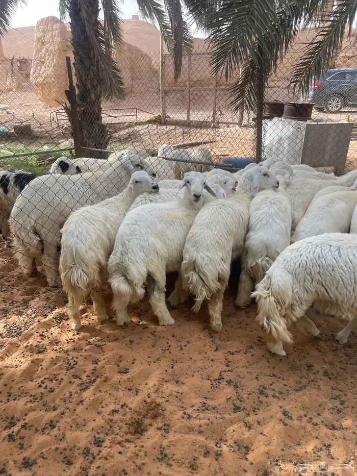 طليان حريات 5