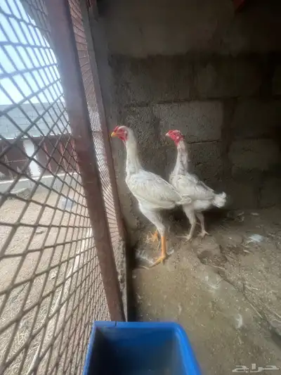 جوز سندي ابيض العمر الدجاجه سنه الديك سته شهور 0