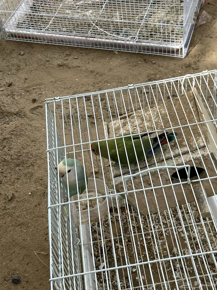 جوزين طيور الروز 7