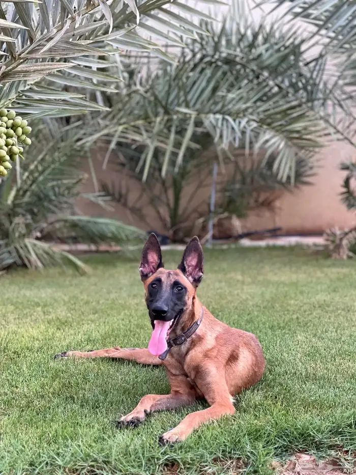 كلب مالينو 2