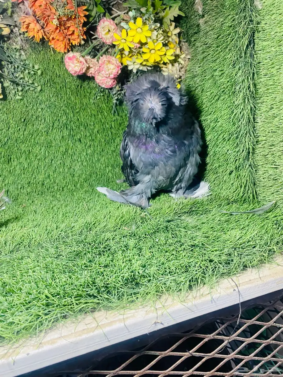 للبيع طبه بخاره بلوشيك 4