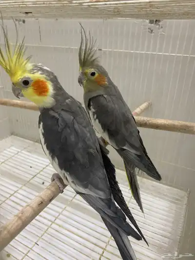 زوج كروان منتج 0