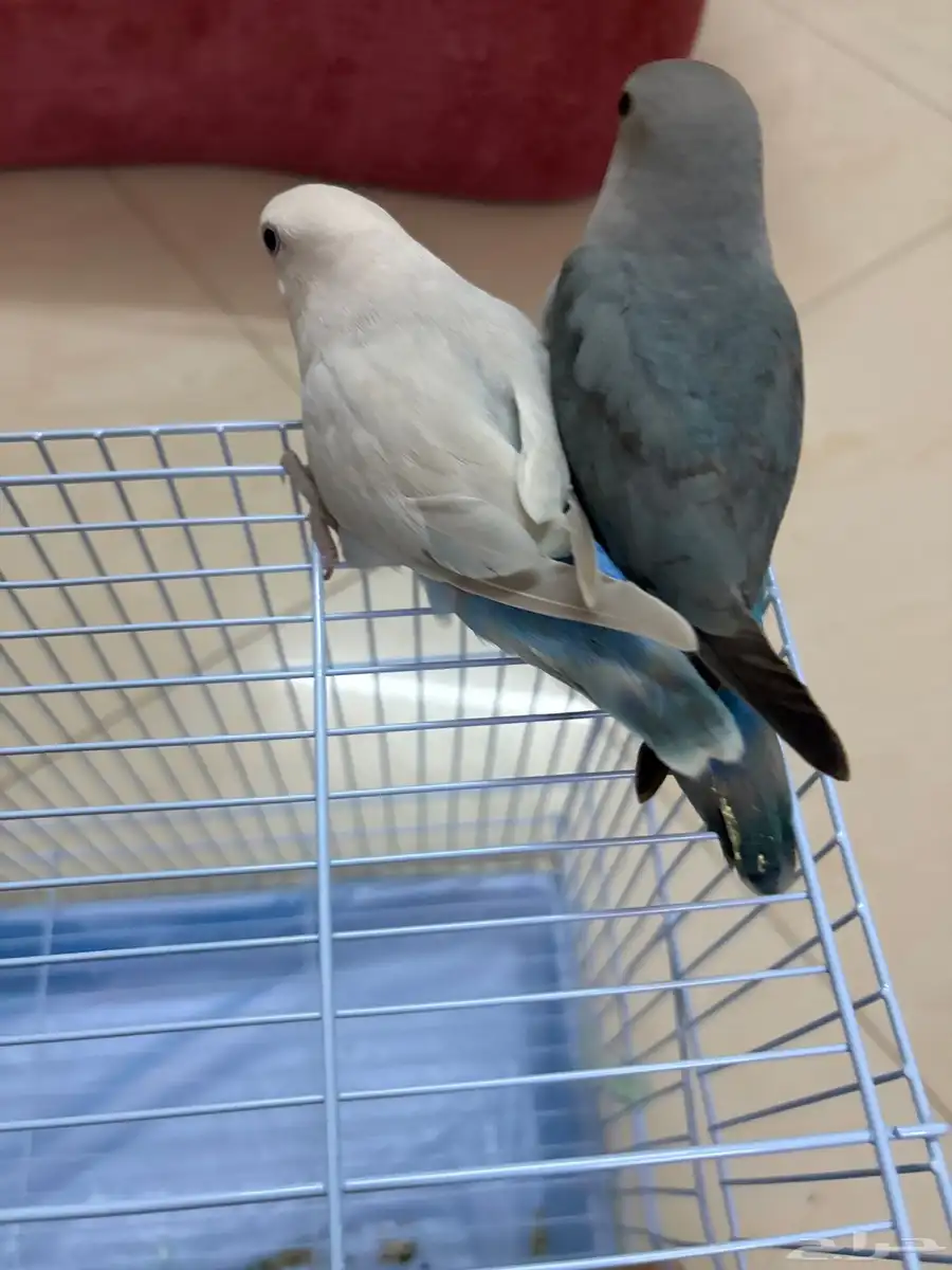 بغبغا روز زوجين   اليف جدا العمر واحد شهرين وثاني شهر ونص 1