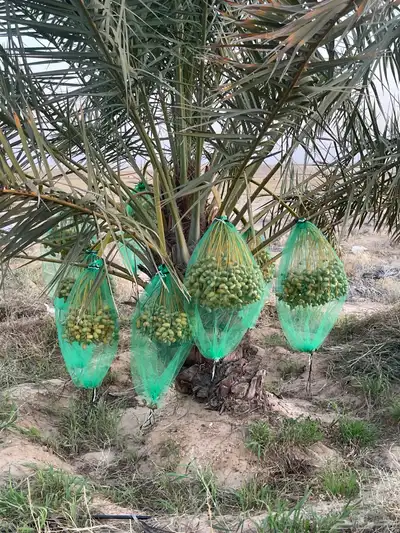 رطب للبيع ( بالصمان) 6