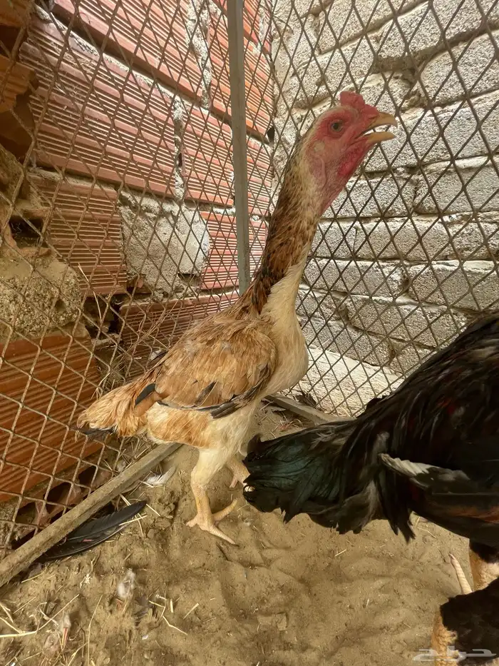 دجاج شامو فاخر 7