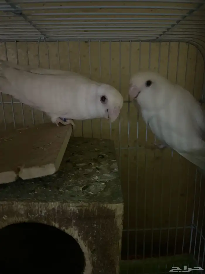 روز انثى اثنتين التفصيل تحت 0