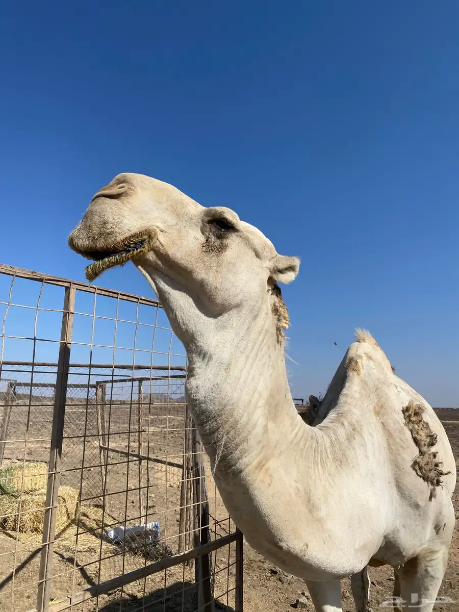 جمل اشقح للبيع سنه شاق 1