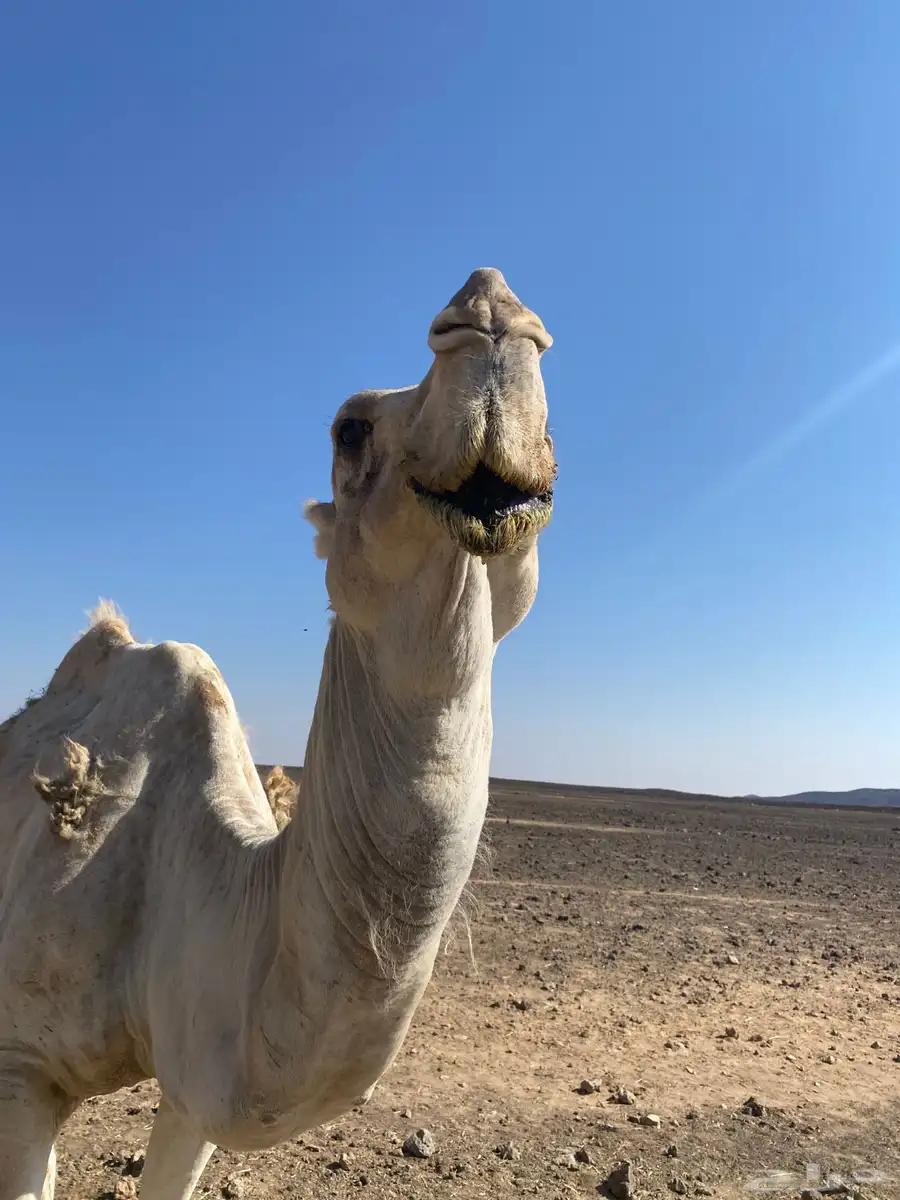 جمل اشقح للبيع سنه شاق 7