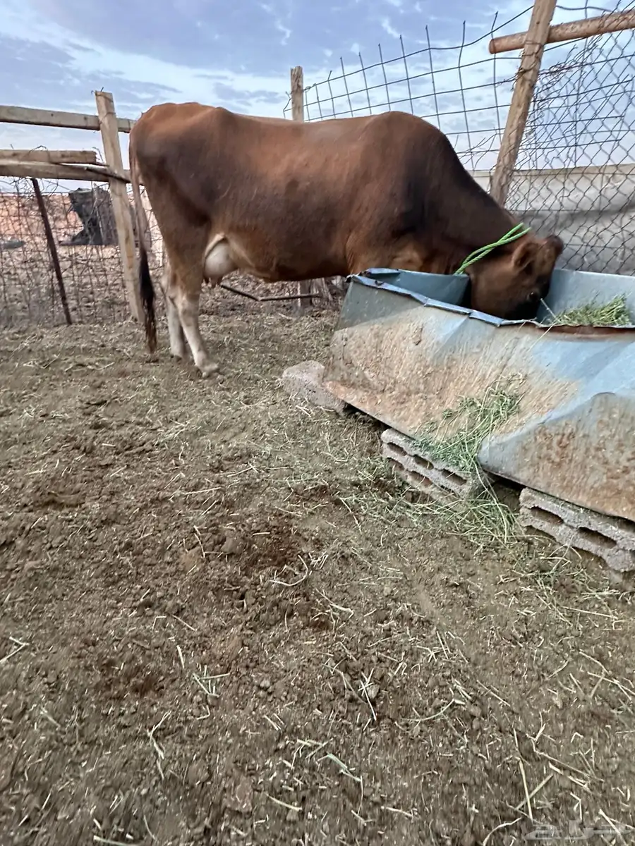 بقرة بكر جرسيه اصل لبن وزبد شرط 3