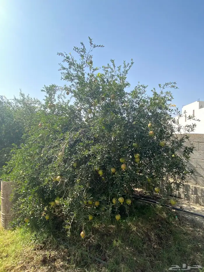 بسم الله الرحمن الرحيم رمان طايفي 18